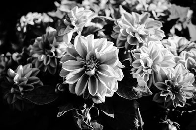 Close-up of dahlia flowers in park