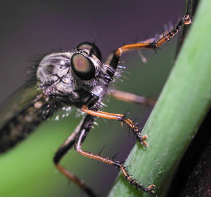 Close-up of spider