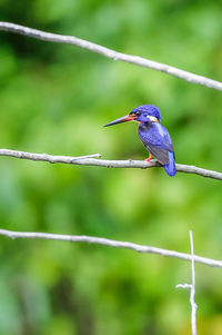 Close-up of bird perching on leaf