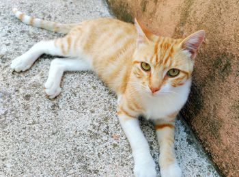 Portrait of cat sitting outdoors
