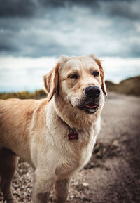 Portrait of dog on nature