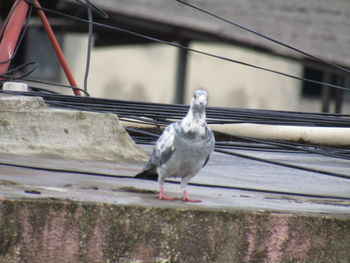 Close-up of bird perching on retaining wall