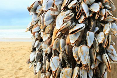 Mussels on wood at beach