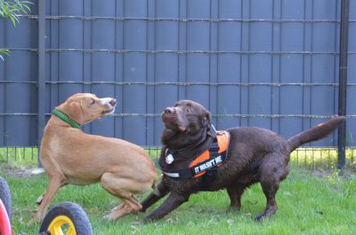 Dog with dogs on grass