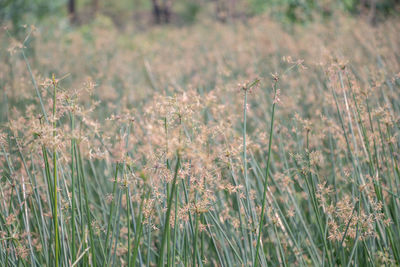 View of flowering plants on field