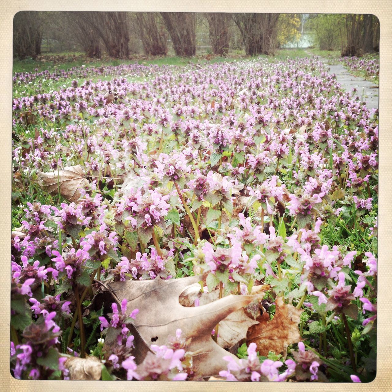 flower, transfer print, freshness, fragility, auto post production filter, beauty in nature, abundance, petal, growth, nature, blooming, flowerbed, purple, plant, field, in bloom, blossom, pink color, flower head, park - man made space