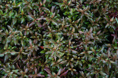 High angle view of flowering plants