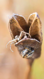 Close-up of insect on dry leaf