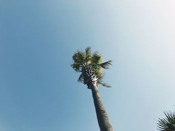 Low angle view of coconut palm tree against clear blue sky