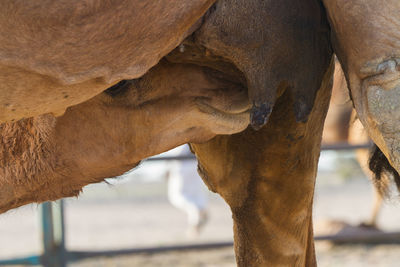 Close-up of elephant