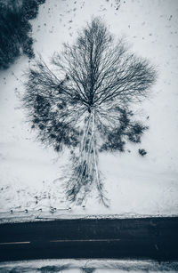 Trees on snow covered landscape