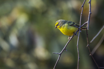 Close-up of bird perching on branch