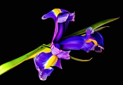 Close-up of purple iris flower