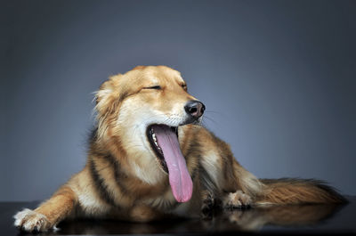 Close-up of dog against black background