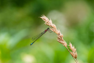 Dragonfly in summer 