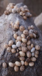 Madeira land snails clustered together on cactus plants to avoid sun heat textured nature background