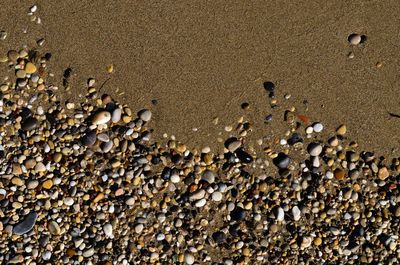 High angle view of shells on beach