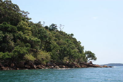 Reflection of trees in water