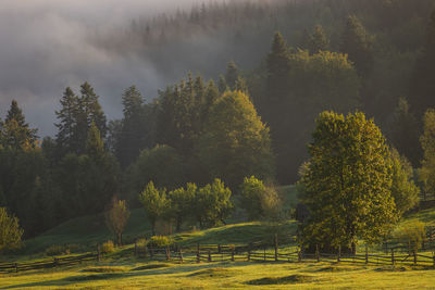 Trees and plants on field