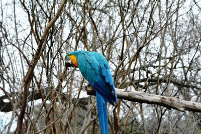 Low angle view of bird perching on branch against bare tree