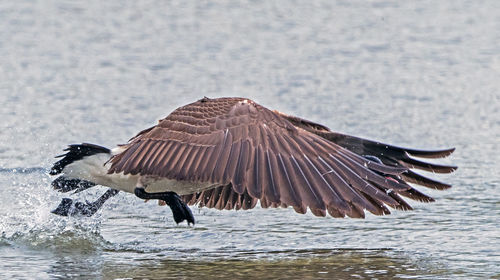 Side view of a bird flying over sea