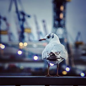 Close-up of bird perching on water