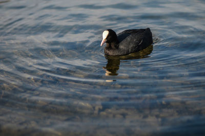 High angle view of duck swimming in lake