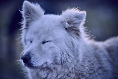 Close-up of white dog with closed eyes
