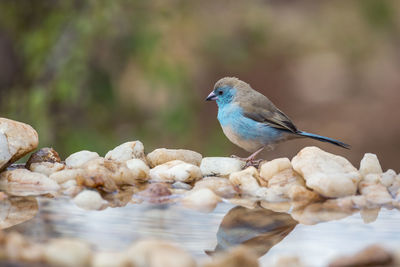 Close-up of bird perching