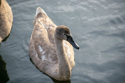 High angle view of swan swimming in lake