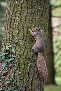 Close-up of squirrel on tree trunk