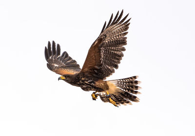 Close-up of eagle flying against white background