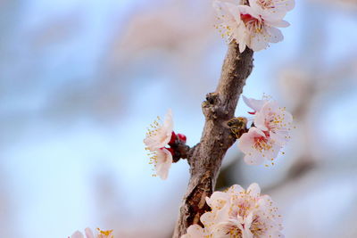 Close-up of cherry blossom