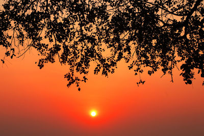 Close-up of tree against orange sky