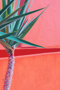 Close-up of hand holding red umbrella