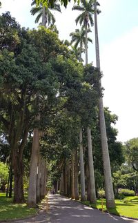 Walkway amidst trees against sky