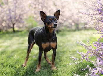 Portrait of dog on field