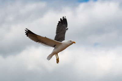 Low angle view of eagle flying in sky