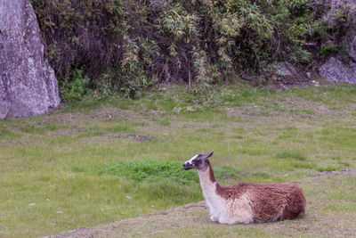 Dog relaxing on grassy field