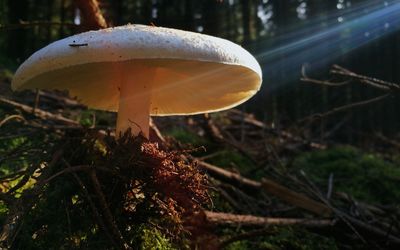 Close-up of mushroom growing in forest