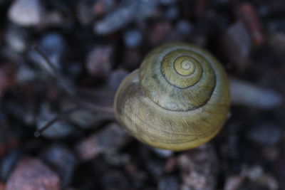 Close-up of snail