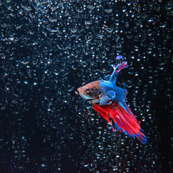 View of fish swimming underwater