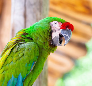 Macaw parrot bird.