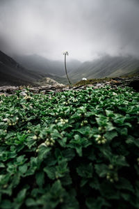 Plants growing on land against sky