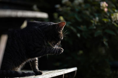 Close-up of a cat looking away