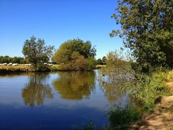 Reflection of trees in lake against clear sky
