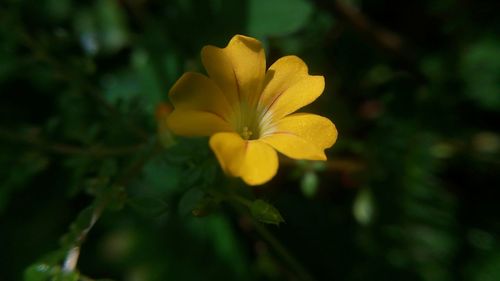 Close-up of yellow flower blooming outdoors