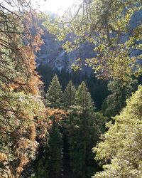 Trees growing against sky