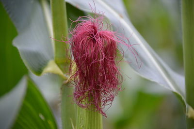 Close-up of red flower