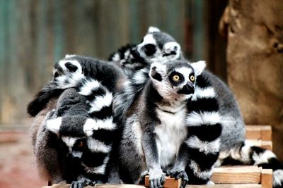 Ring-tailed lemurs in zoo